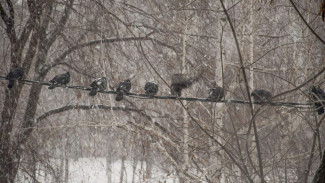 Ученые рассказали, почему в Самаре птицы лысеют