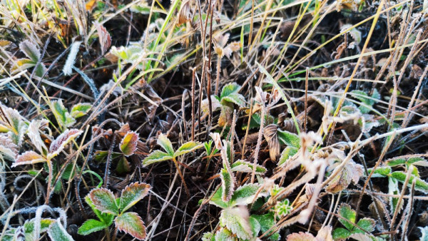 Заморозок до -5 градусов ожидается в Самаре в ночь на 28 апреля