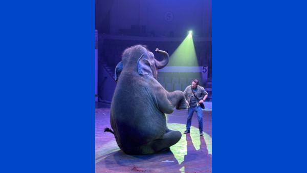 Взрыв петарды в Самаре испугал слона и заставил его сбежать из цирка 23 января