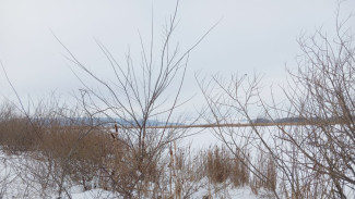 Прокуратура проверит законность использования земель лесопарка "Дубки" в Самаре