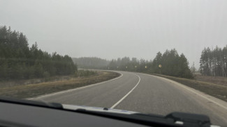 Появились кадры бегающих лосей на трассе под Самарой