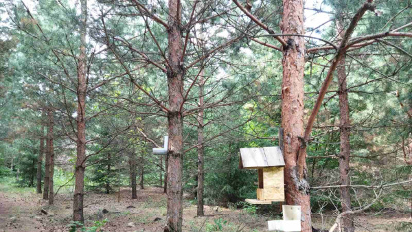 Тропа здоровья и живописные красоты: житель села в Самарской области высадил 50 гектаров леса