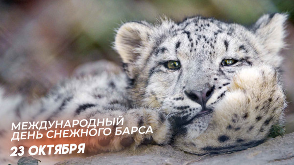 23 октября — Международный день снежного барса: интересные факты об одном из самых редких и красивых представителей семейства кошачьих 