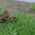 В Самарской области в июле 2026 зафиксировали 2,5 тысячи крякв, 73 гоголя, 116 свиязей и 226 шилохвостей 