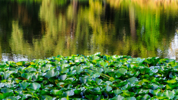 В Самаре Ботанический сад временно изменил график работы на половину ноября
