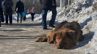 Самарцы массово жалуются на тошноту во время прогулок