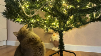 Самарцам рассказали, как защитить домашнюю новогоднюю елку от котов