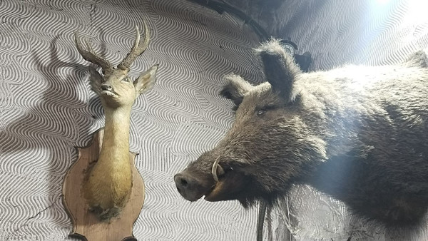 Самарец на собственном опыте узнал, что бывает за убийство трех косуль 