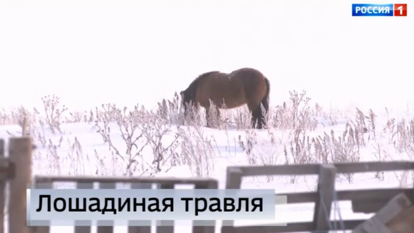 "Вести Самара": В Тольятти одна за другой гибнут лошади