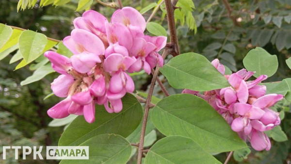 В Самаре повторно зацвела акация, предсказав необычную осень 2024 года