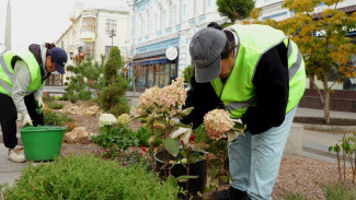 Стало известно, почему на Ленинградской в Самаре срезают гортензии