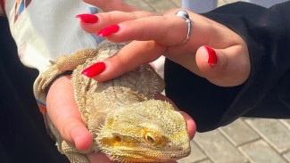 В самарском зоопарке провели день рыжеволосых посетителей