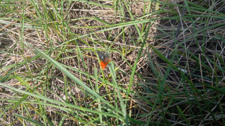 Ядовитого паука из Красной книги обнаружили грибники в Самарской области