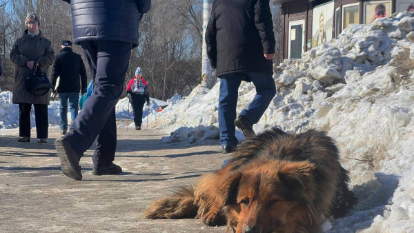 Александр Бастрыкин поручил возбудить уголовное дело из-за агрессивных собак в самарском детсаду