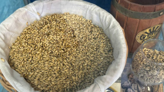 В Самарской области с 2027 года изменятся правила, определяющие понятие "пиво"