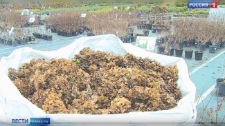 Садовый эксперт Вера Глухова рассказала о том, как грамотно подготовить растения к холодам 