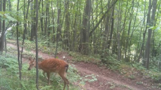 В Жигулевский заповедник забрело создание, которого там быть не должно