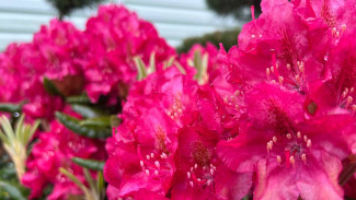 Самарцам рассказали, как правильно использовать подкормки для растений