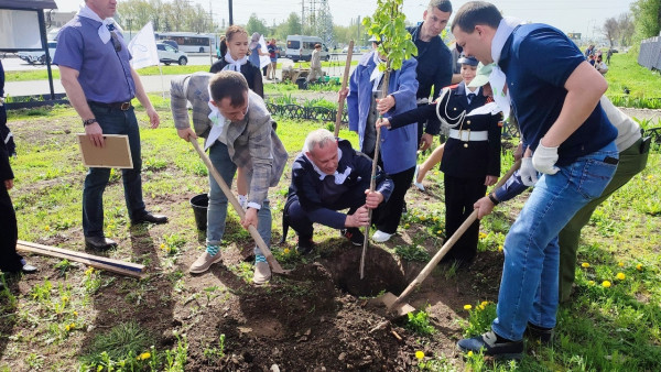 В Самаре вдоль Московского шоссе высадили липовую аллею