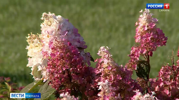 Как подготовить сад к зиме: советы от Веры Глуховой