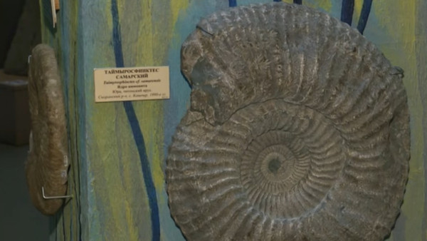Гигантский аммонит из Самарской области станет частью коллекции Ундоровского палеонтологического музея 