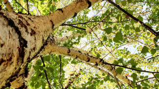 Народные приметы на 11 августа: зачем в Калинов день девушки умывались калиновым соком