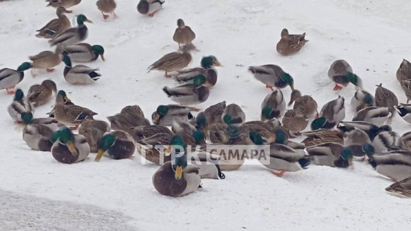 ГТРК «Самара»: в огромной полынье на Волге массово зимуют утки