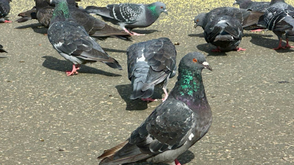 Самарцев предупредили о штрафах за кормление голубей