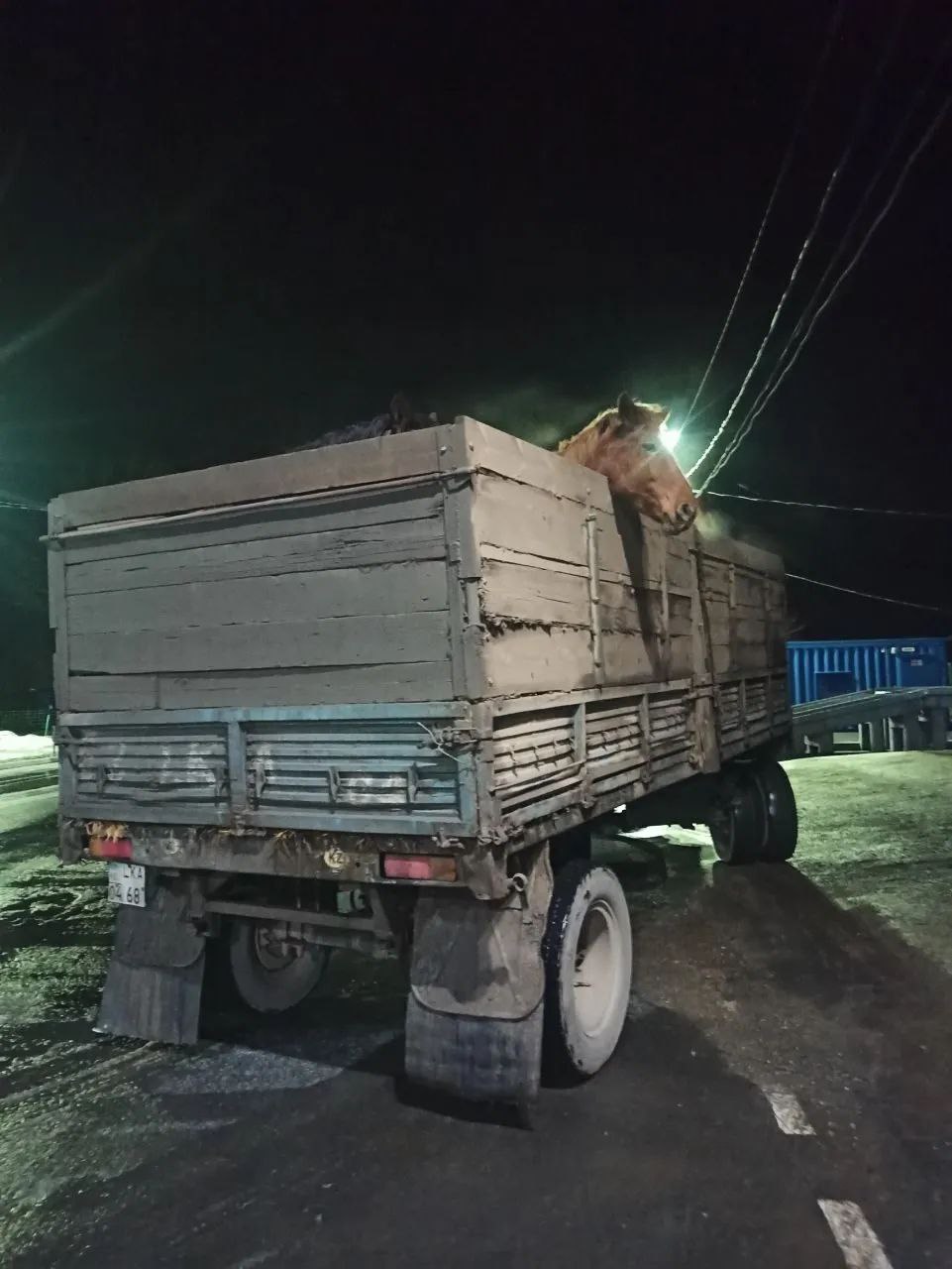 Самарская таможня объяснила, почему башкирский табун не попал в Казахстан |  01.04.2024 | Самара - БезФормата