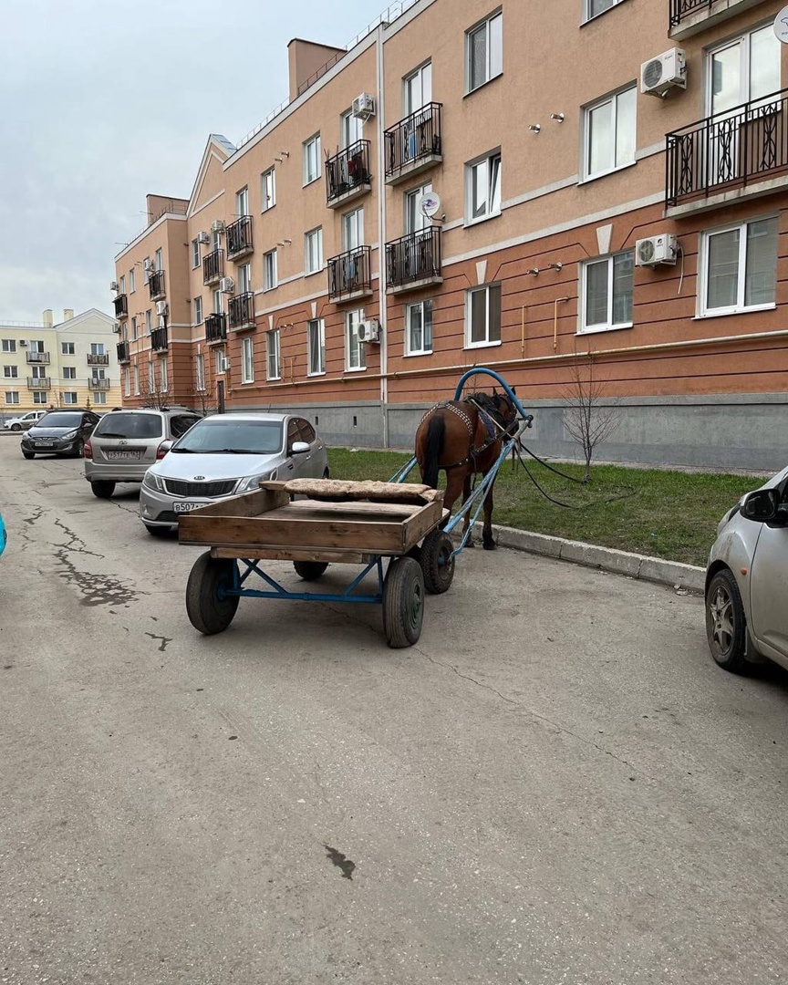 Житель Самары пересел с автомобиля на лошадь – Новости Самары и Самарской  области – ГТРК Самара