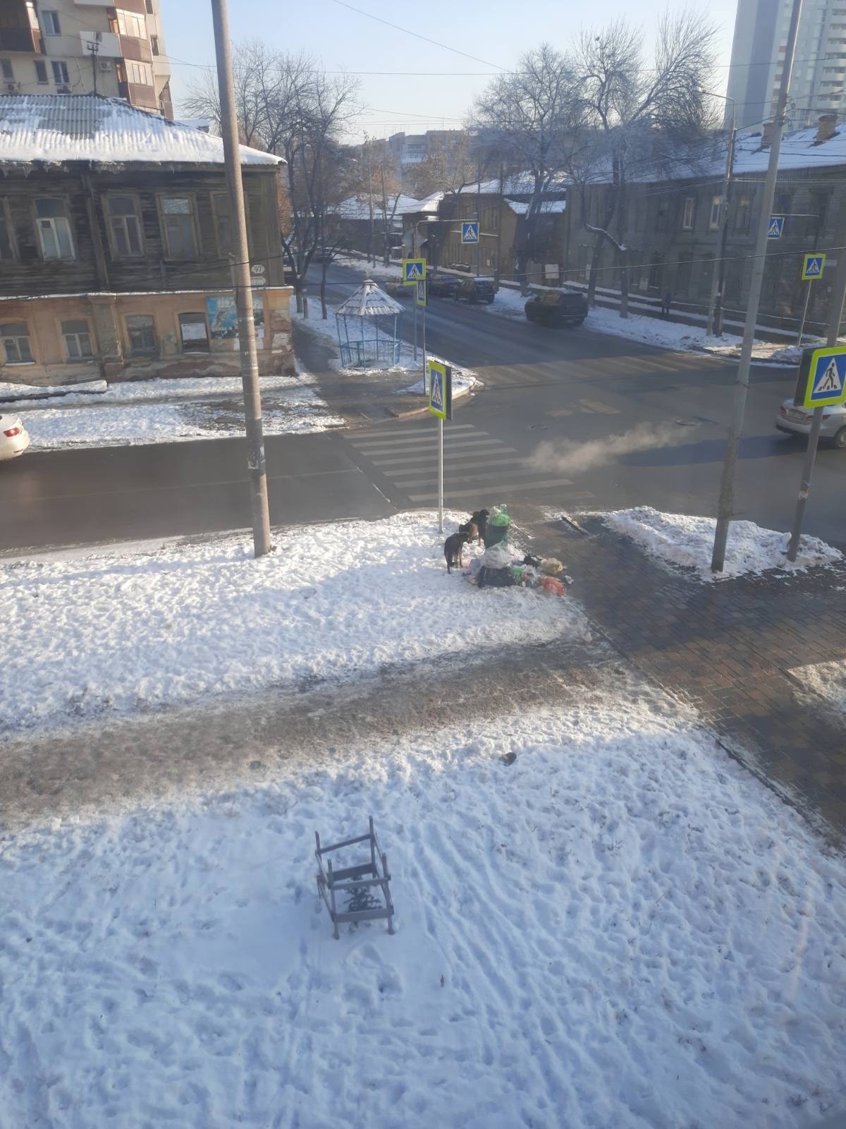 В Самаре стая бродячих псов набросилась на маленького мальчика – Новости  Самары и Самарской области – ГТРК Самара