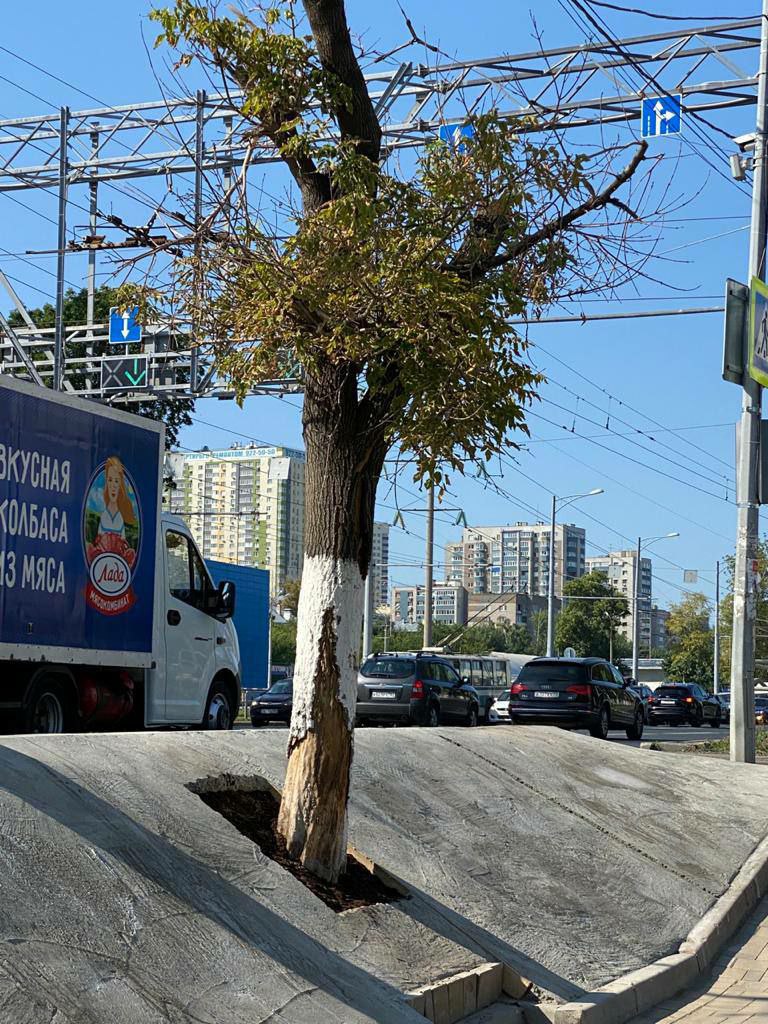 Деревья в самаре. Московское шоссе 109 Самара. Закатать в асфальт. Деревья в плену.