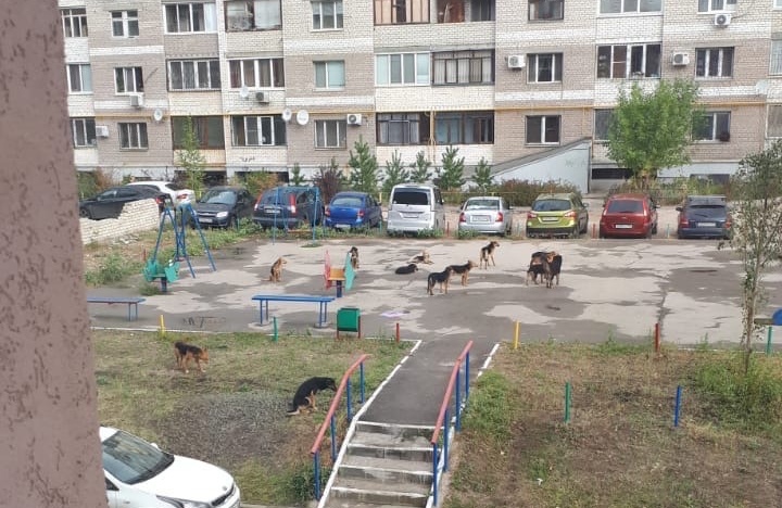 Жители куйбышева. Самара около космопорта стая собак. Собака пугавшая детей в Нижневартовске школа 13. Стая собак фото во дворе.