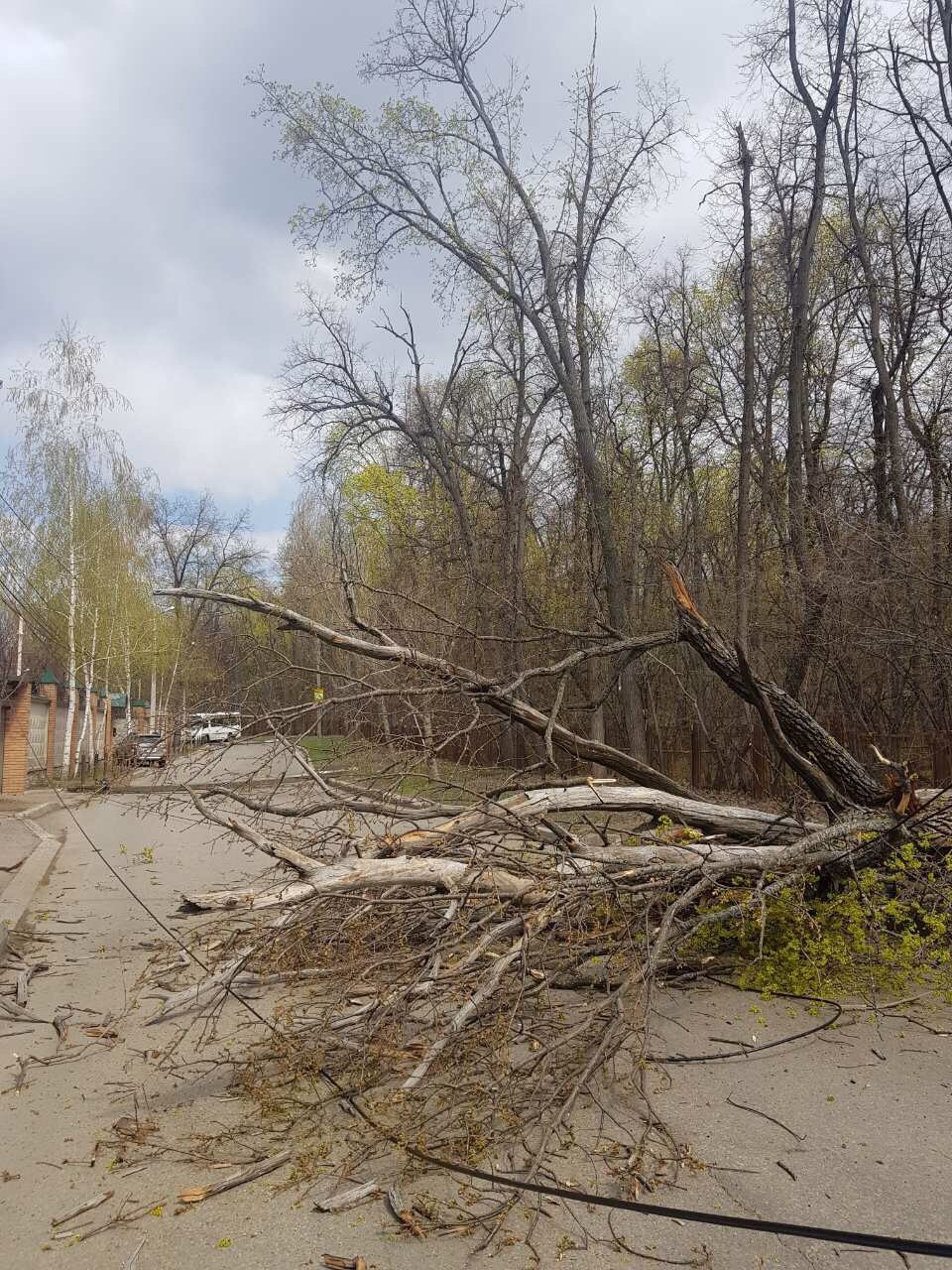 Дерево упало на дорогу